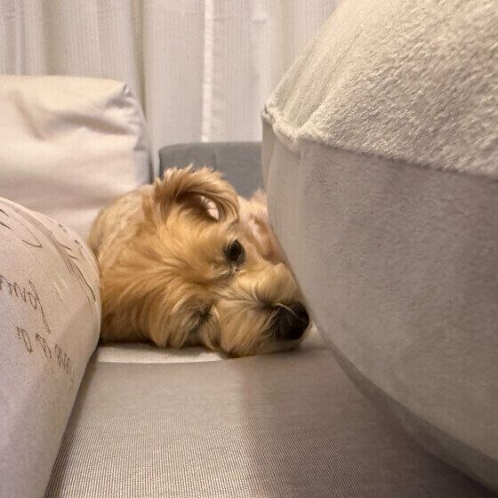 Ｍｉｘ（雑種）小型犬　犬が落ちてました