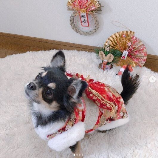 お正月の着物を着たチワワのロゼちゃん