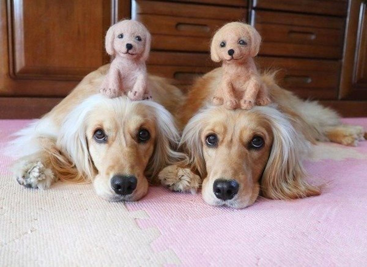 可愛さ倍増 姿も動きもどうしても似ちゃう 双子犬 5選 いぬのきもちweb Magazine 可愛さ倍増 姿も動きもどうしても似ちゃう 双子犬 5選 いぬのきもちweb Magazine