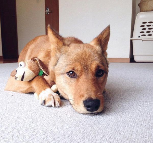 雑種の麦ちゃん