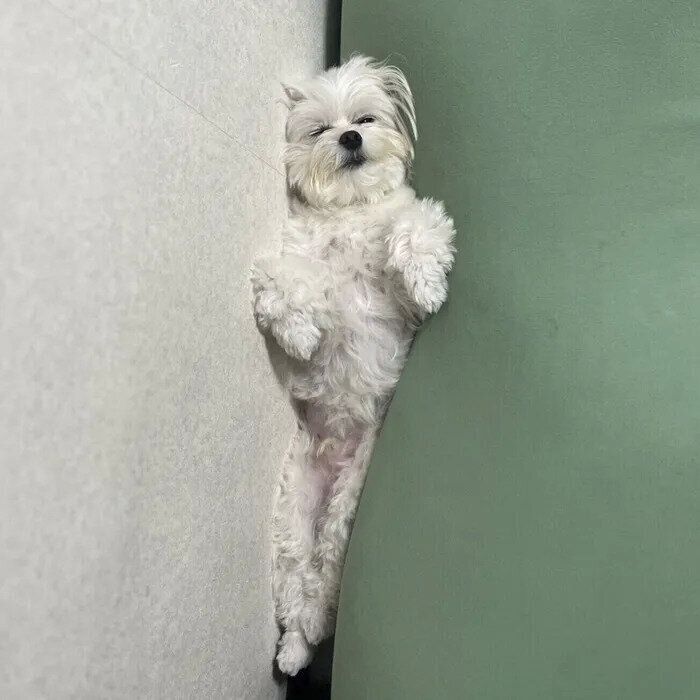 うっすら目をあけたくぅちゃん