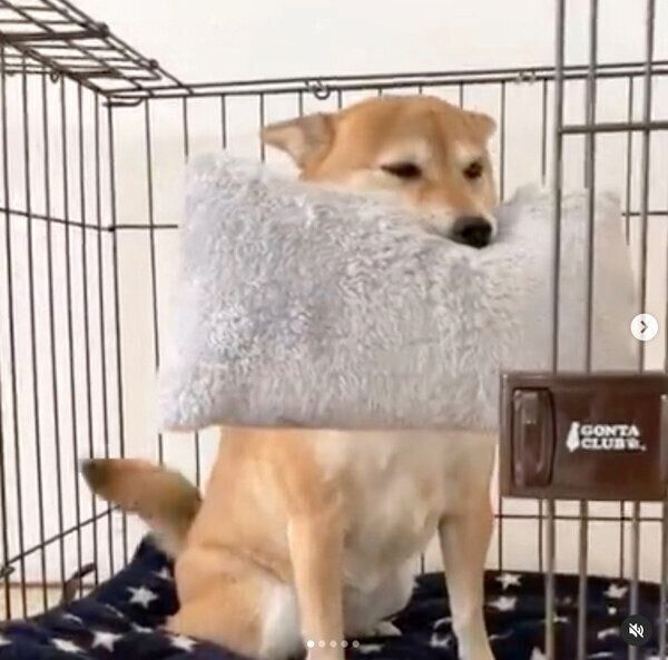 帰宅した飼い主さんを出迎えるももちゃん