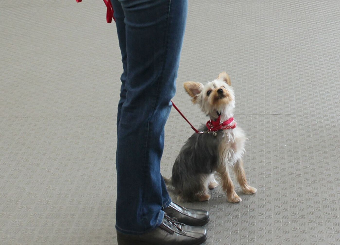 オートマチック シット が向く犬と向かない犬 連載 西川文二の 犬ってホントは Vol 93 いぬのきもちweb Magazine オートマチック シット が向く犬と向かない犬 連載 西川文二の 犬ってホントは Vol 93 いぬのきもちweb Magazine