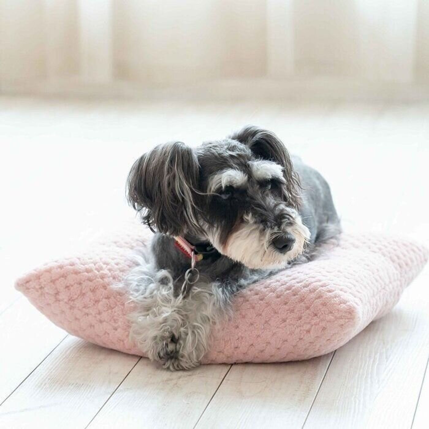 寒い季節は危険 犬の 尿石症 の原因を解説します いぬのきもちweb Magazine 寒い季節は危険 犬の 尿石症 の原因を解説します いぬのきもちweb Magazine