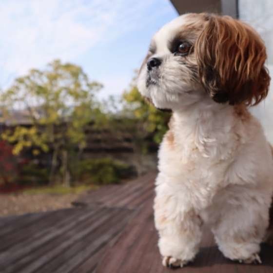 遠くを見つめるシー・ズー