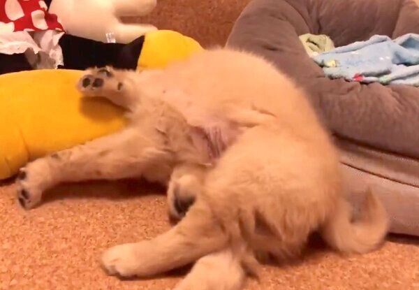 すごい体勢のまま眠るまるくん