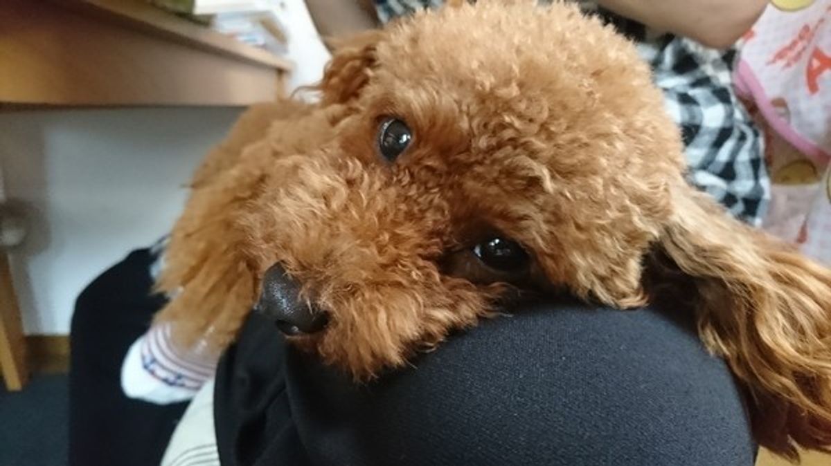 犬が地面に体をスリスリするのはどんな時 犬のオモシロ習性図鑑 いぬのきもちweb Magazine 犬が地面に体をスリスリするのはどんな時 犬のオモシロ習性図鑑 いぬのきもちweb Magazine