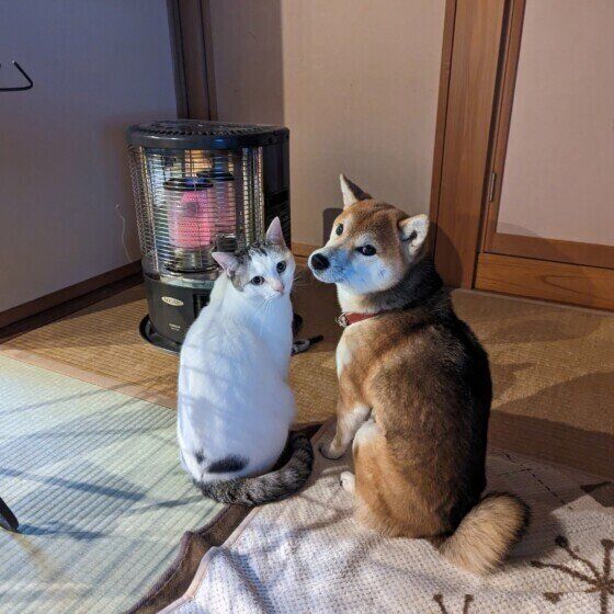 冬から春に注意したい愛犬との過ごし方と犬のストレス対策 いぬのきもち