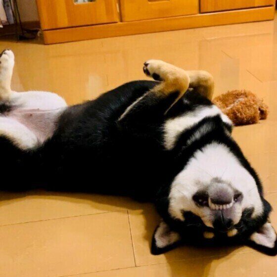 黒柴のさくらちゃん