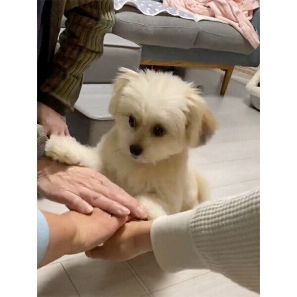 飼い主さんたちの手の上に足を乗せる琴ちゃん