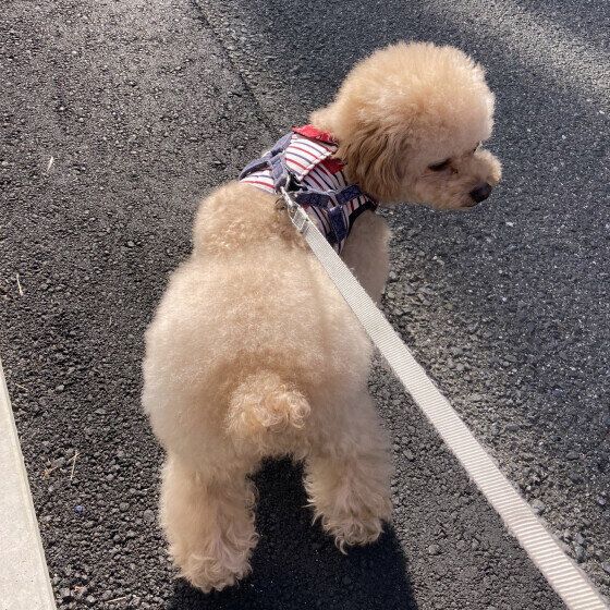 トイ・プードルのみよちゃん