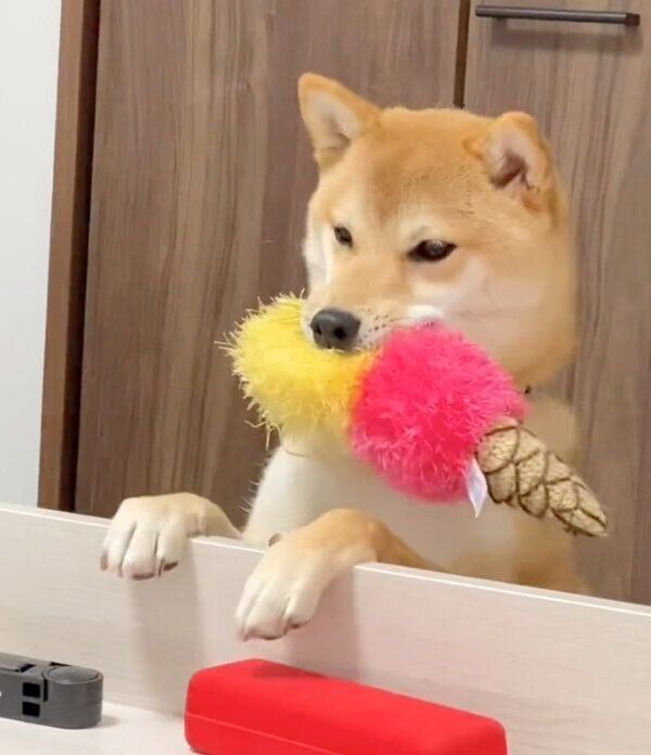 おもちゃをくわえるなつめちゃん