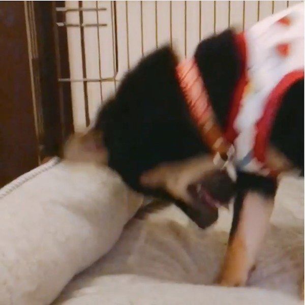 掘り掘りワンコ