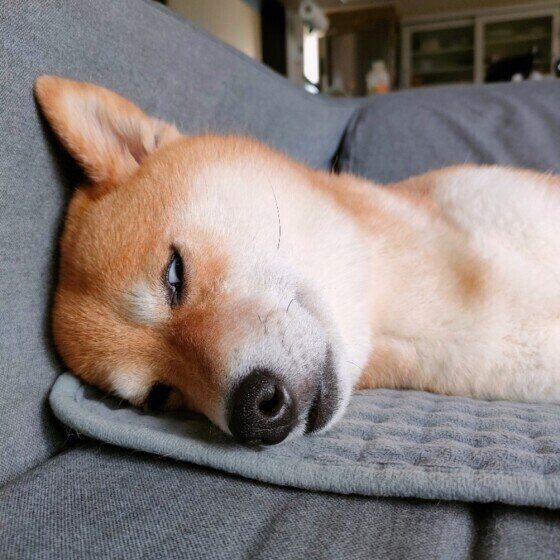 白目でお昼寝中の柴犬