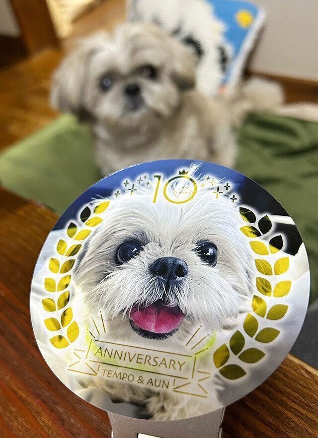 Altシーズー犬マンガてんぽshihtzu