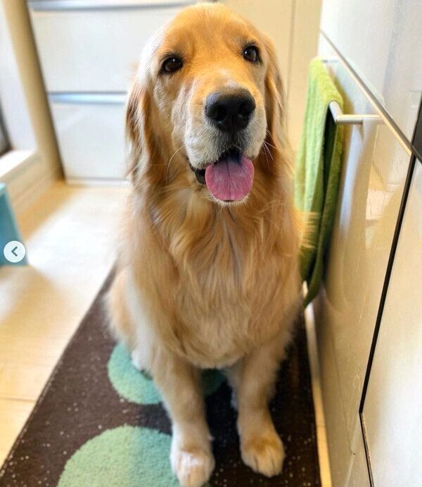 笑顔のコメちゃん