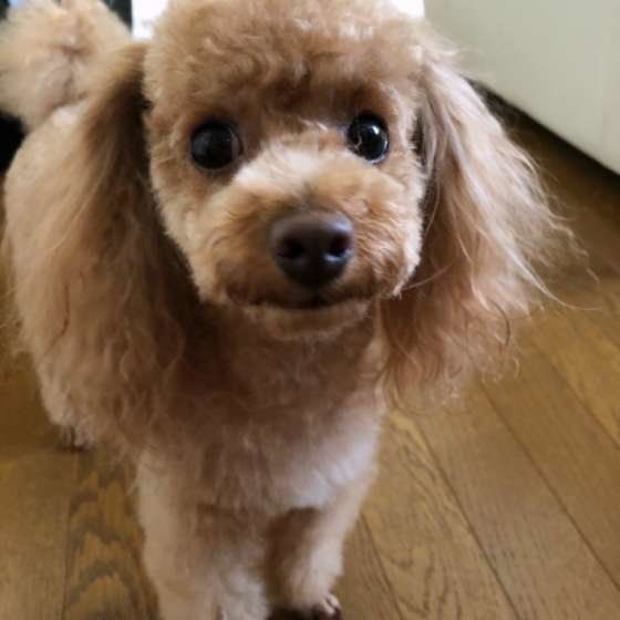 見つめるトイ・プードル