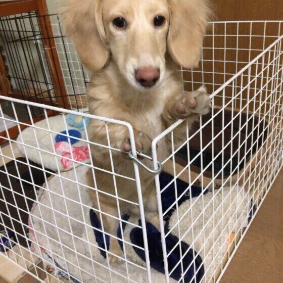 見つめるカニーンヘン・ダックスフンド