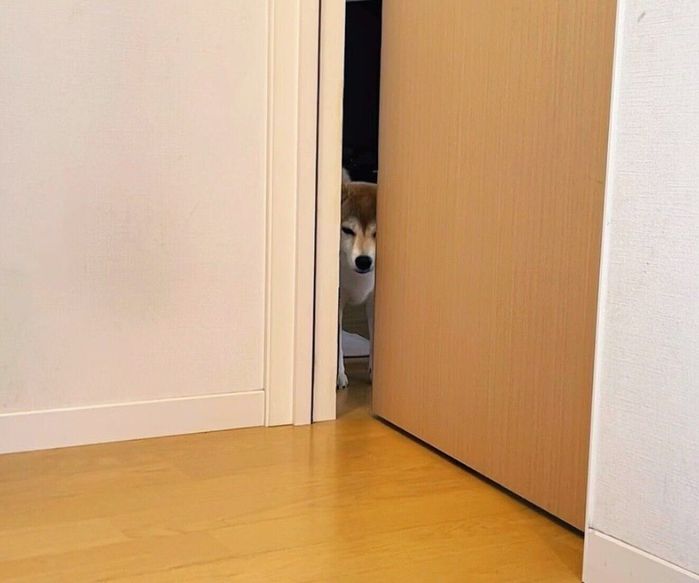 家族の帰宅を待つももちゃん