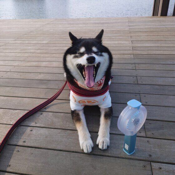 犬は夏に弱い動物？ 犬にとって日本の夏が過ごしにくい5つの理由 いぬのきもち