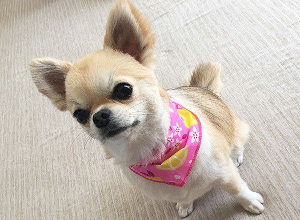 見上げるチワワ