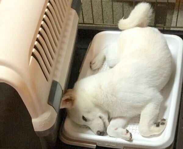 トイレで無理やり寝る雪海ちゃん