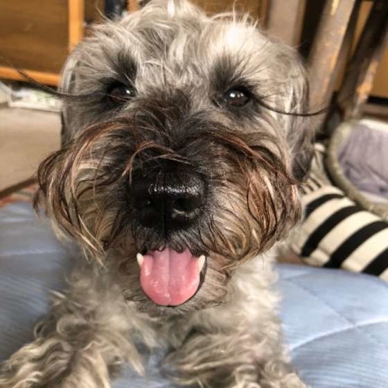 笑顔なミニチュア・シュナウザー