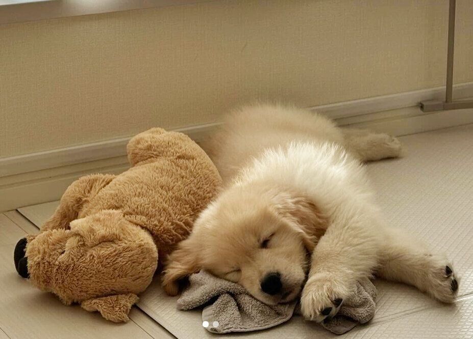 お迎え翌日に撮影したぴのくん