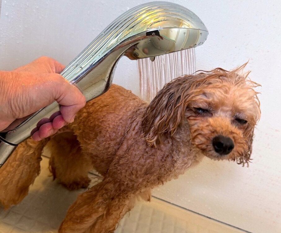 ReFa ファインバブルシリーズ　ReFa ファインバブル　柴犬　水嫌い　シャワーヘッド