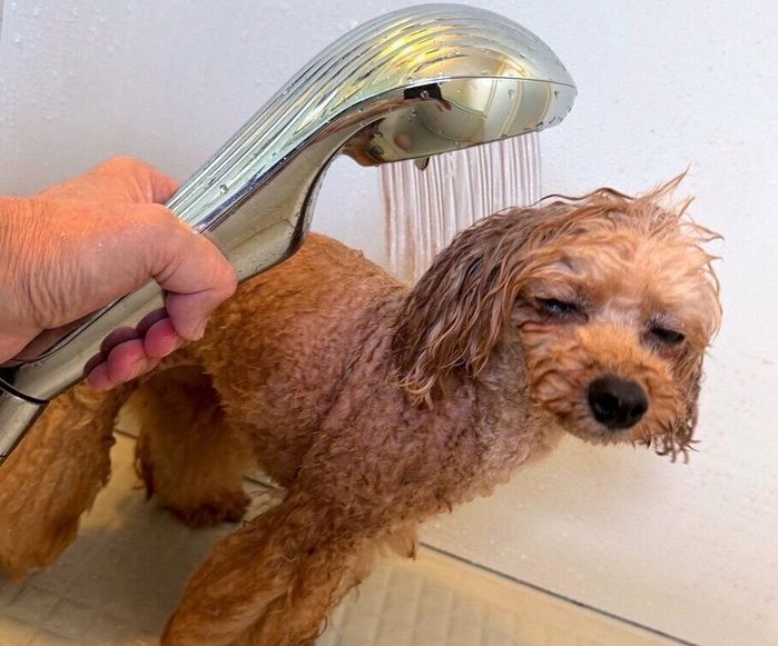 ReFa ファインバブルシリーズ ReFa ファインバブル 柴犬 水嫌い シャワーヘッド