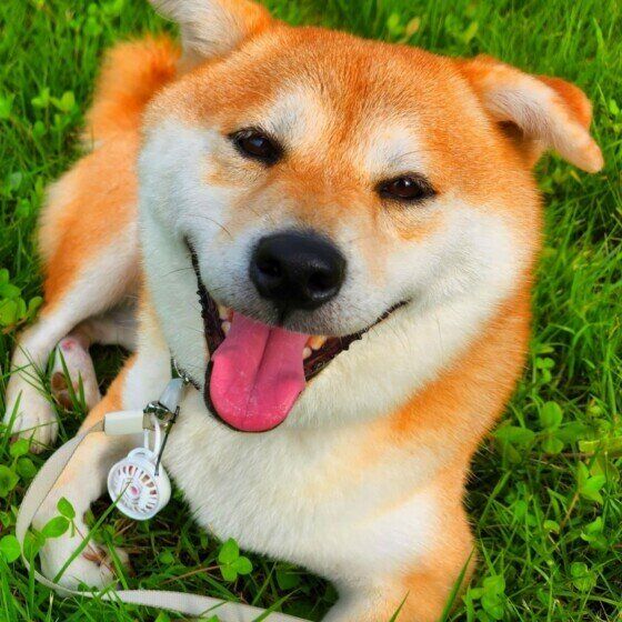 犬が懐きやすい人の特徴と犬からのハッピーサイン いぬのきもち