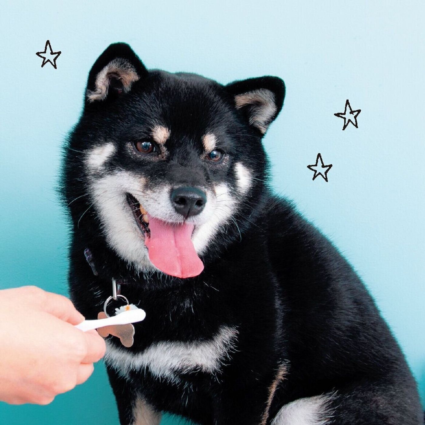 犬の健康寿命をのばすため にやるべきお手入れは いぬのきもちweb Magazine 犬の健康寿命をのばすため にやるべきお手入れは いぬのきもちweb Magazine