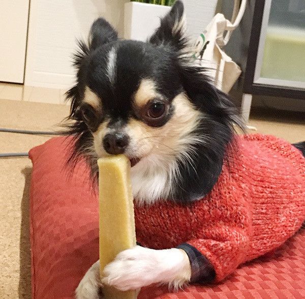 おやつを食べるチワワ