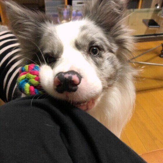 ボーダー・コリーのジュニアちゃん