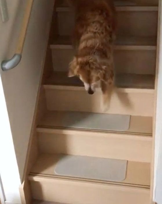 猫に奇襲攻撃をしかけられるゴールデン・レトリーバー