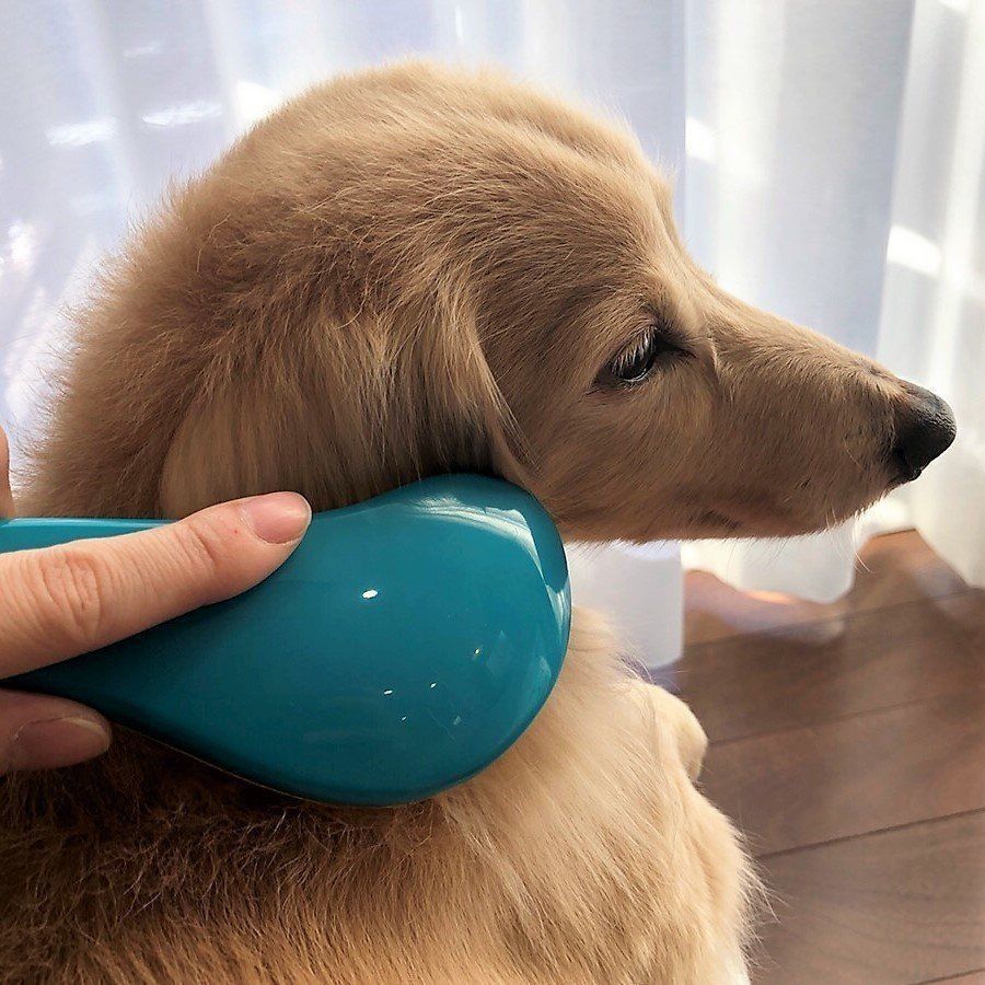 ブラッシングされる犬