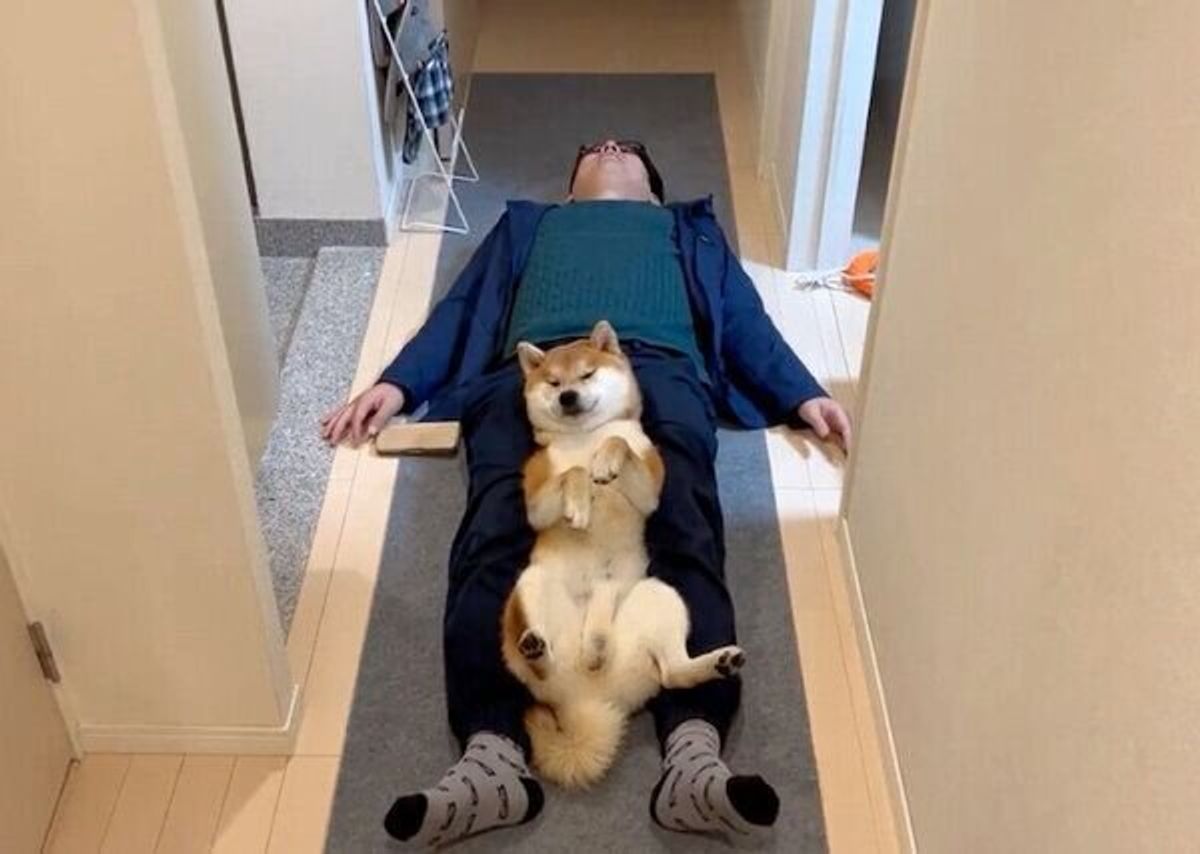 人間の親子にしかみえん 散歩直後の柴犬とパパさんのくつろぐ姿が仲良しで癒される いぬのきもちweb Magazine 人間の親子にしかみえん 散歩直後の柴犬とパパさんのくつろぐ姿が仲良しで癒される いぬのきもちweb Magazine