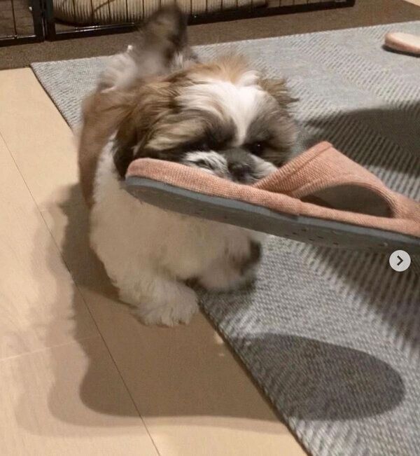 スリッパを楽しそうに運ぶほっぷくん