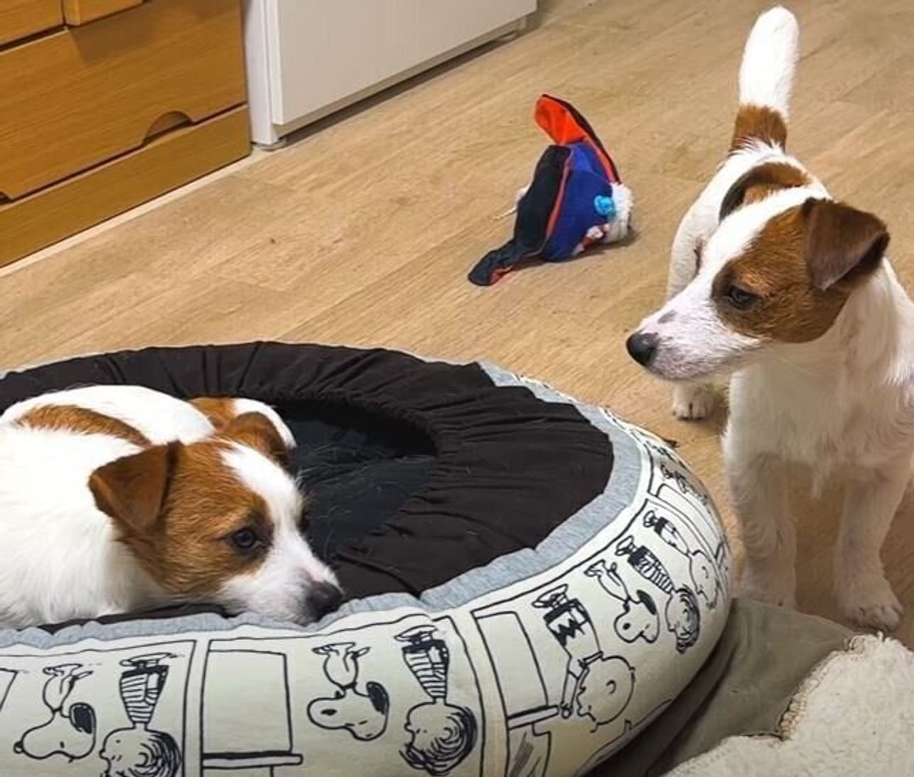 そこで寝たいな ベッドを譲ってほしい弟犬と あっさり譲ってあげる心優しい兄犬 いぬのきもちweb Magazine そこで寝たいな ベッドを譲ってほしい弟犬と あっさり譲ってあげる心優しい兄犬 いぬのきもちweb Magazine