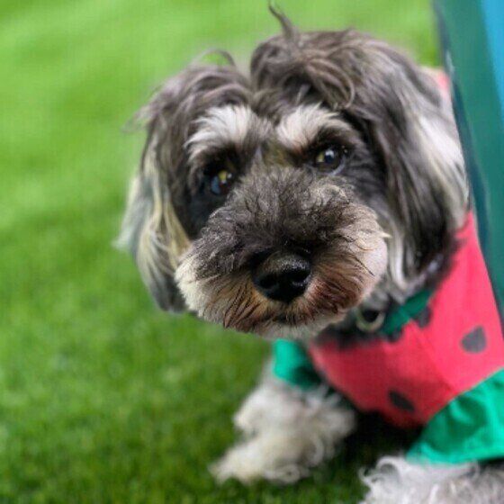 芝生の上、緑と赤のスイカ模様の洋服を着ているミニチュア・シュナウザー