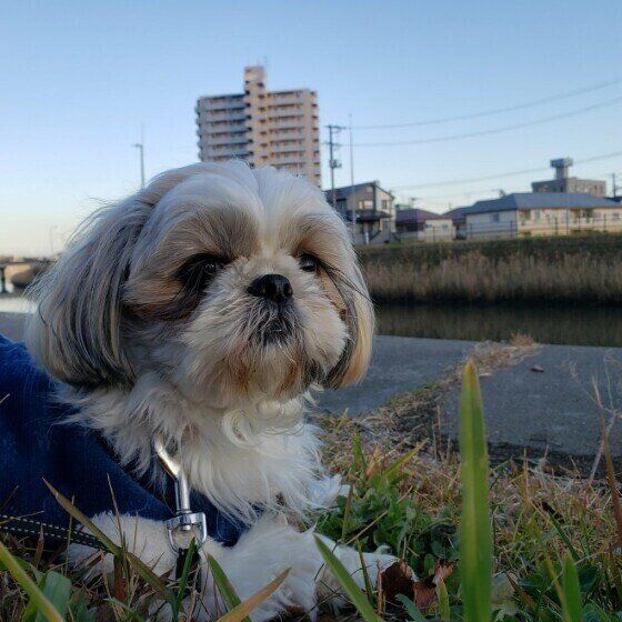 シー・ズーのあずきちゃん