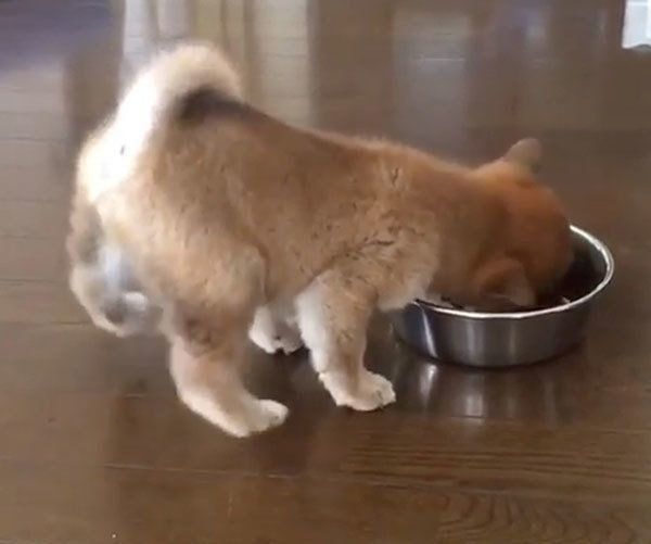 ごはんを食べる柴犬