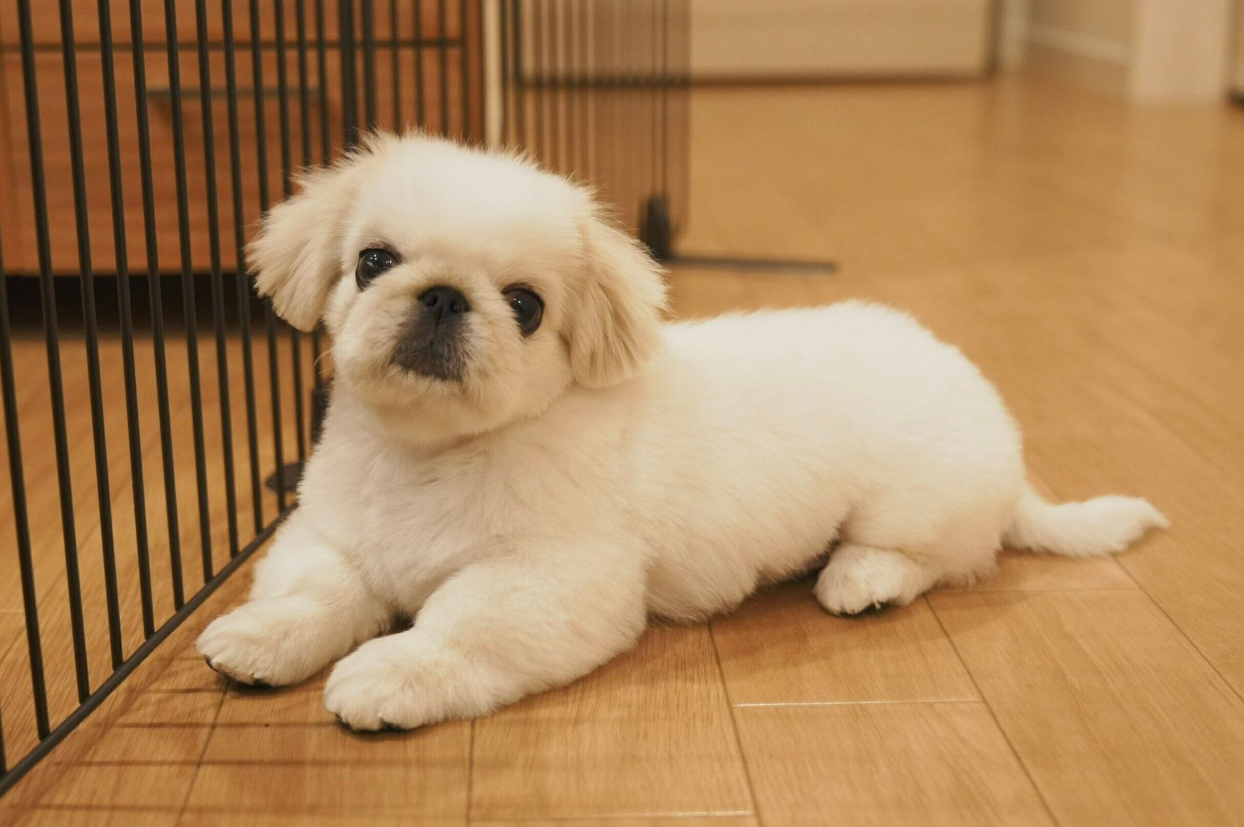 初めてトリミングを受けた日のぬん坊くん