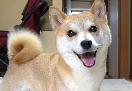 目がキラキラな柴犬ハナちゃん