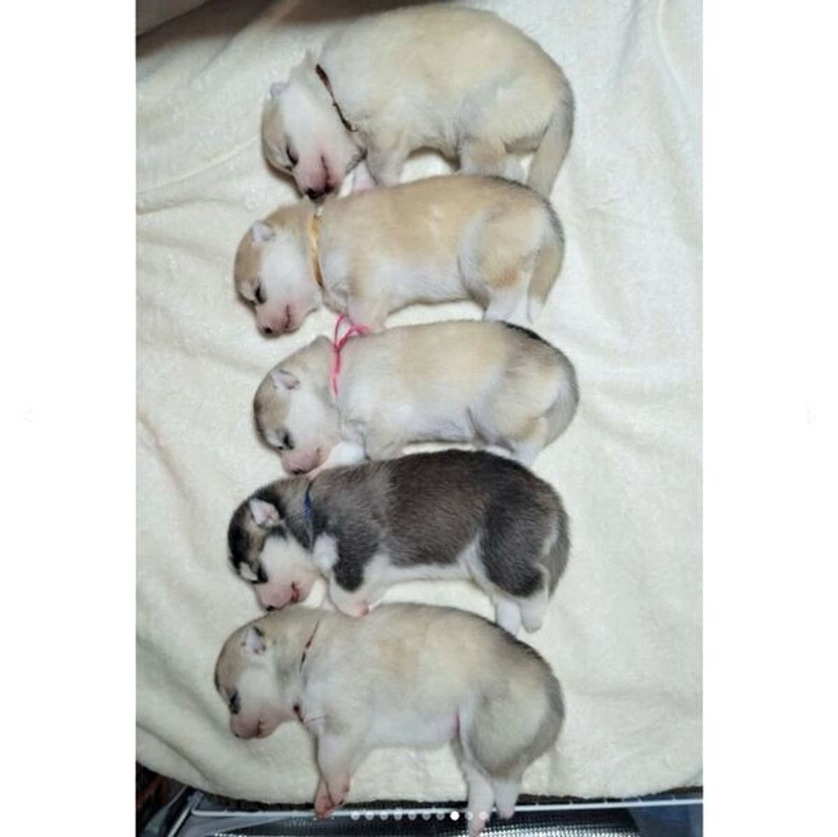 毎日が驚きの連続 5頭のハスキー子犬誕生から約2カ月 成長の様子が微笑ましい いぬのきもちweb Magazine 毎日が驚きの連続 5頭のハスキー子犬誕生から約2カ月 成長の様子が微笑ましい いぬのきもちweb Magazine