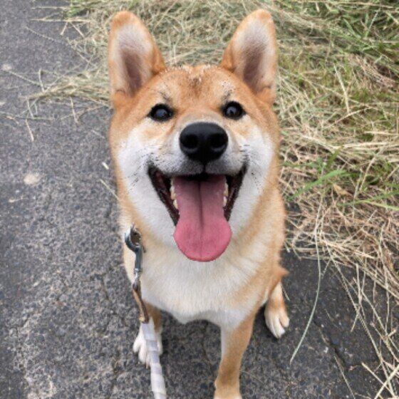 笑顔の犬（柴、オス）