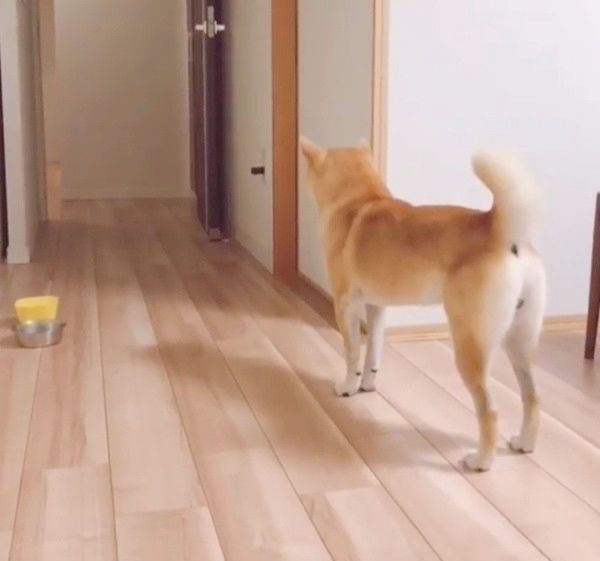 見つめる柴犬