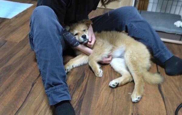 寝転がるエスちゃん