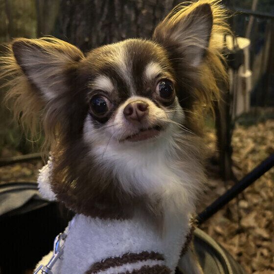 愛犬と暗い道を冬散歩するとき、安全のために気をつけること いぬのきもち