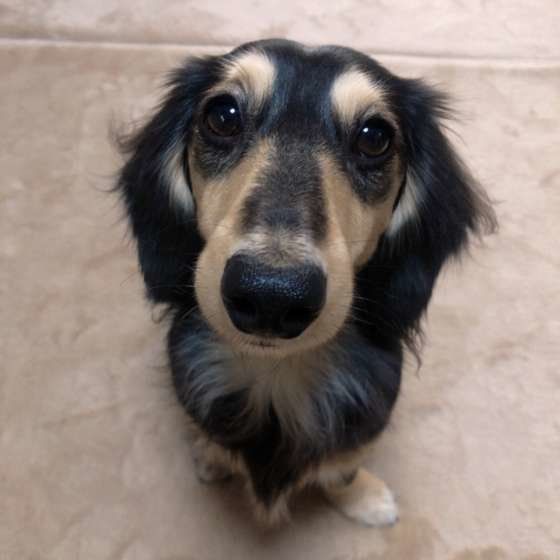 ミニチュア・ダックスフンドのまりんちゃん